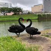ハークキン