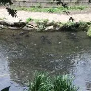 よし