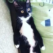 sjjj