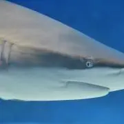 【即購入ok】ぽんよまの画像