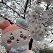 ぴぴこ【即購入OK】の画像