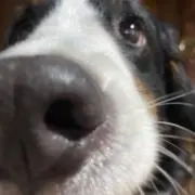 chakky