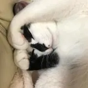 リリトゥの画像