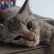 ここあの画像