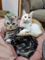 ねこがすきの画像