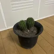 TT