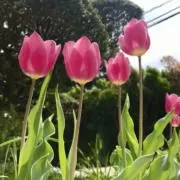 サクの画像