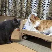 ちえ