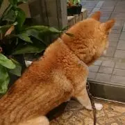 平蔵の画像