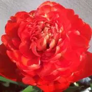 モコモコの画像