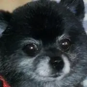 ちょこ
