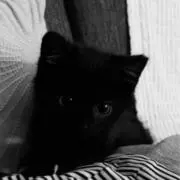 くろねこの画像
