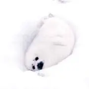 ふわの画像