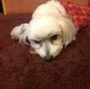 ゆにこ