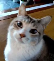 ももくもの画像