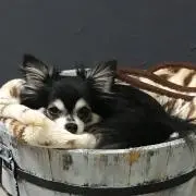 cocoの画像