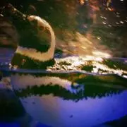 柩華