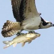 魚やろう