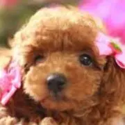 pupupuの画像