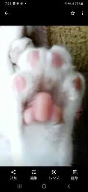 コシレダの画像