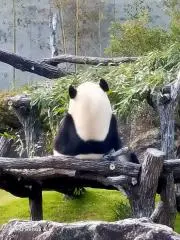 恵美の画像
