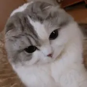 viviの画像