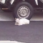 NLの画像