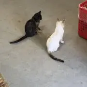 アリスの画像