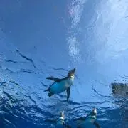 ジャスミン