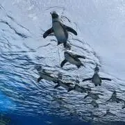 kachu！プロフ確認！の画像