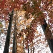 おうち