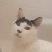 ＣＥＥの画像