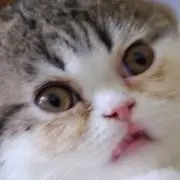 コマぽんの画像