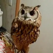 まぅの画像