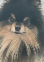 くぅの画像