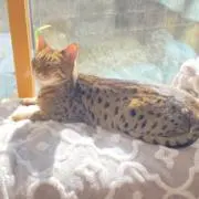 abinyanの画像