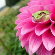 cyyyyyyaaの画像