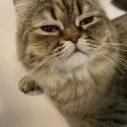 bebe