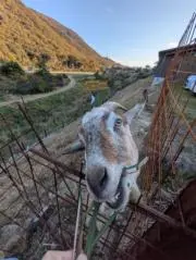 ウニタコの画像