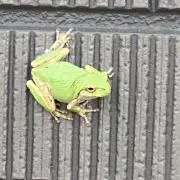 フグ