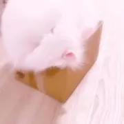 アイの画像