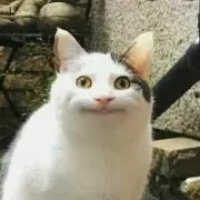 Wingsの画像