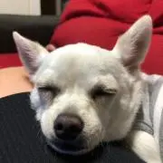 小麦