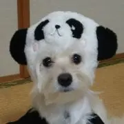 プリンの画像