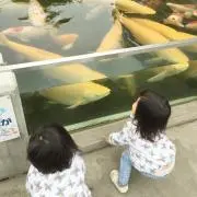かつお