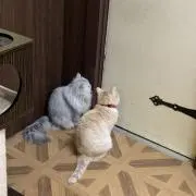 nekoの画像