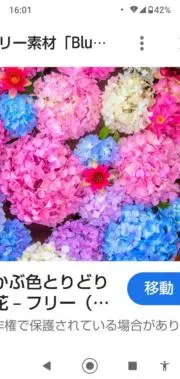 ナナの画像