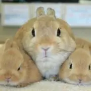 オレンジバニー