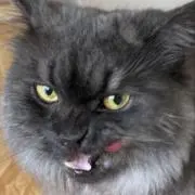 ごんの画像