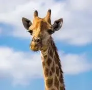 ペコリ